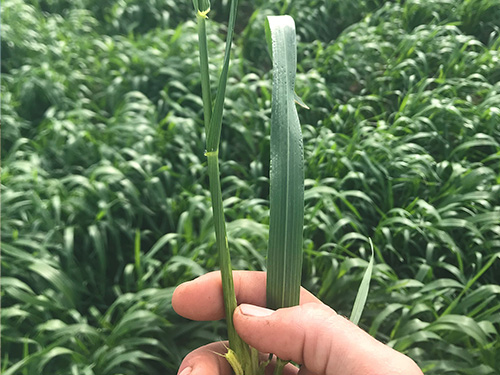 Hand holding plant in a green paddock.