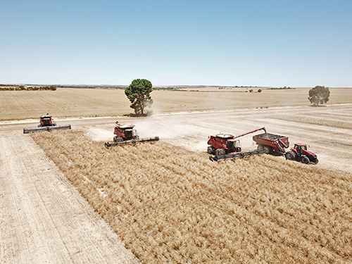 Three harvesters taking off a crop.